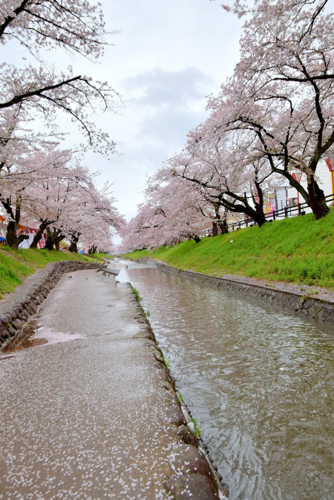 高田・千本桜②