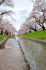 高田・千本桜②