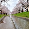 高田・千本桜②