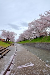 高田・千本桜③