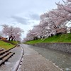高田・千本桜③