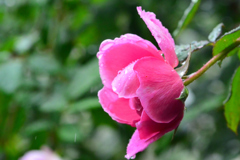 雨の日の秋薔薇⑨