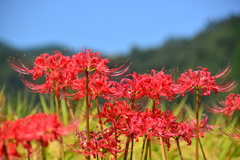 葛城古道の彼岸花⑧