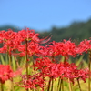 葛城古道の彼岸花⑧