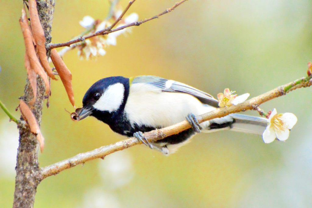 シジュウカラ①
