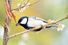 シジュウカラ①