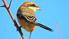 モズ♀①