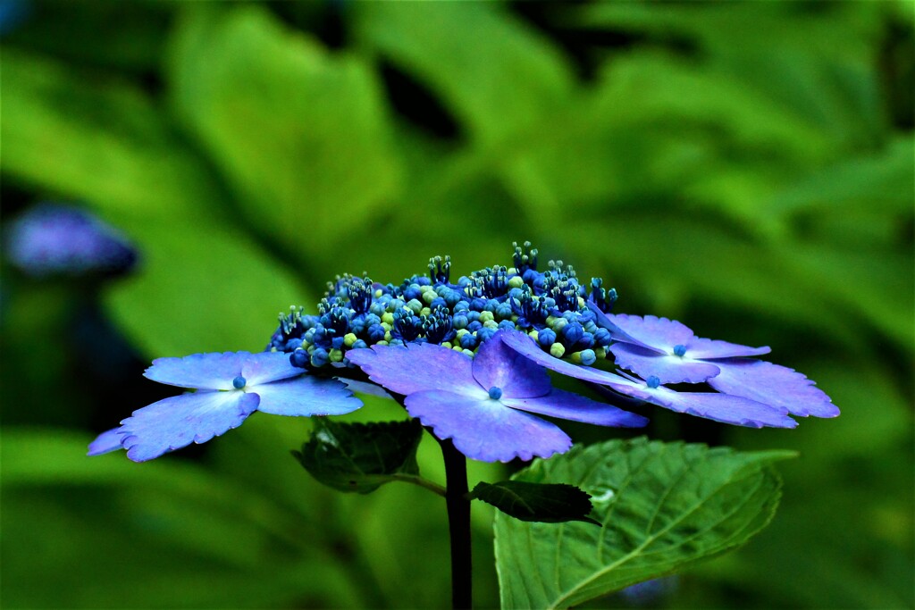 紫陽花・森林植物園⑦