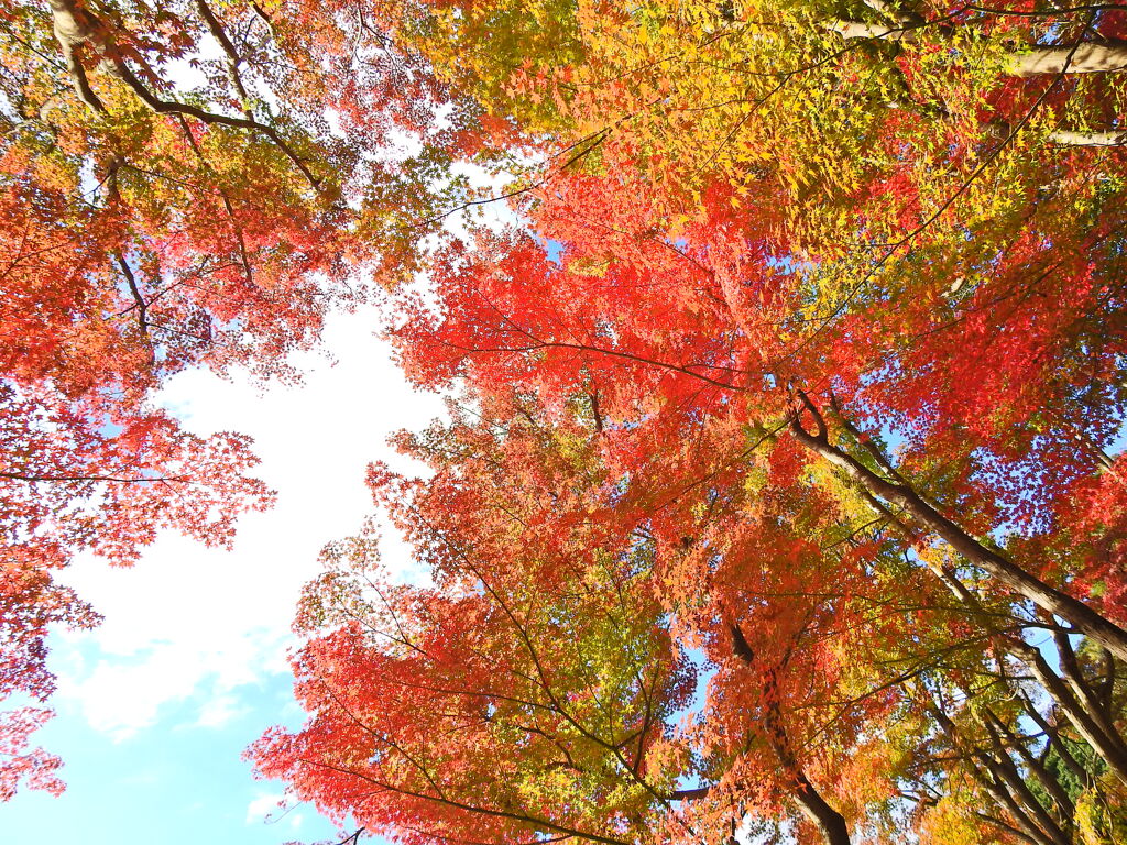 神戸市立須磨離宮公園⑤