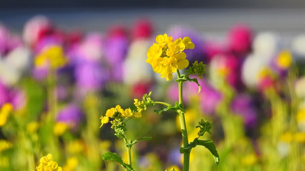 寒咲花菜⑤