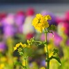 寒咲花菜⑤
