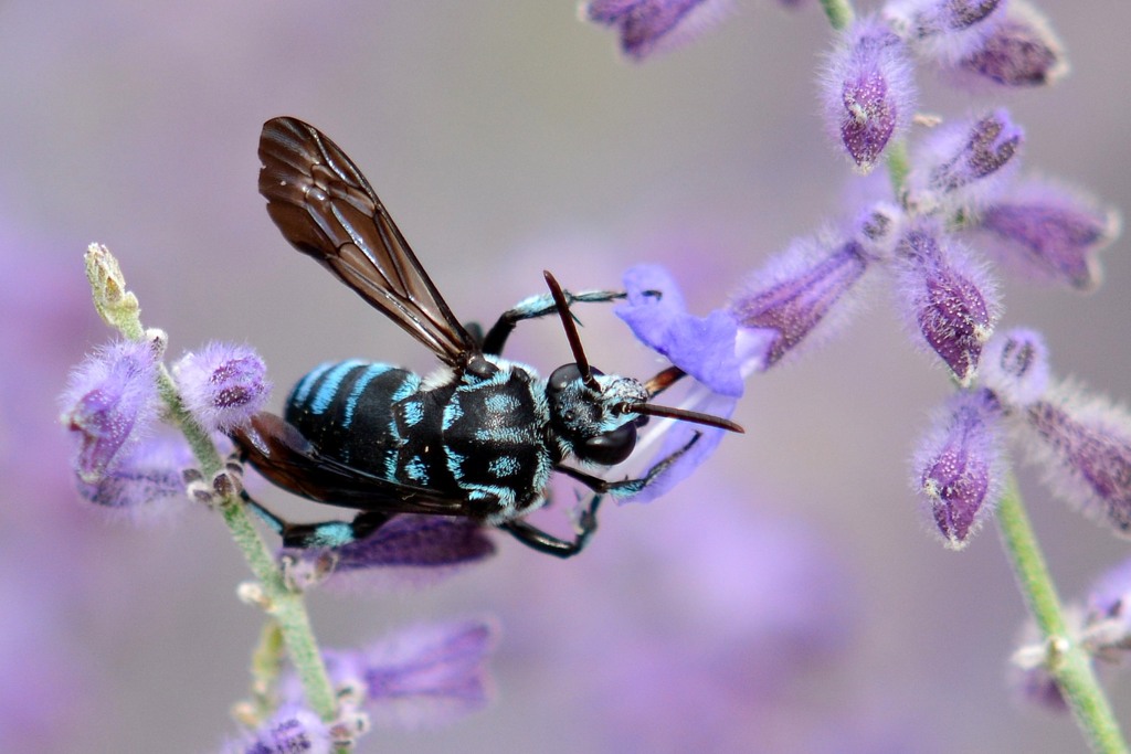 酔っ払った Blue Bee