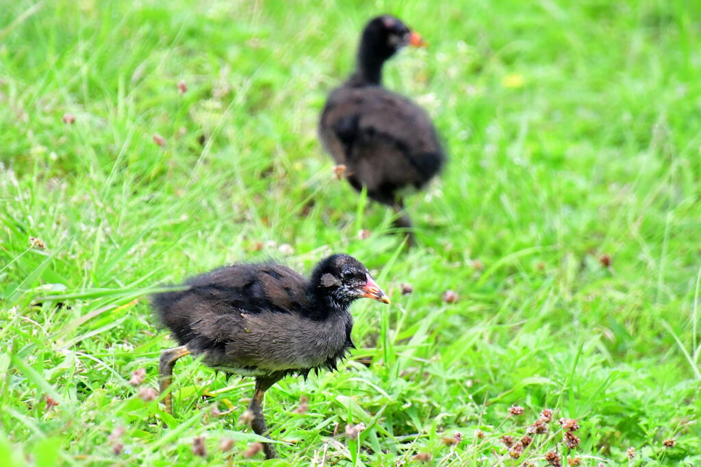バン幼鳥④