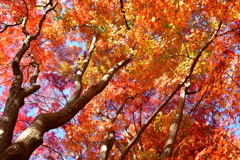 須磨離宮公園の紅葉⑥