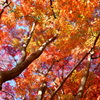 須磨離宮公園の紅葉⑥