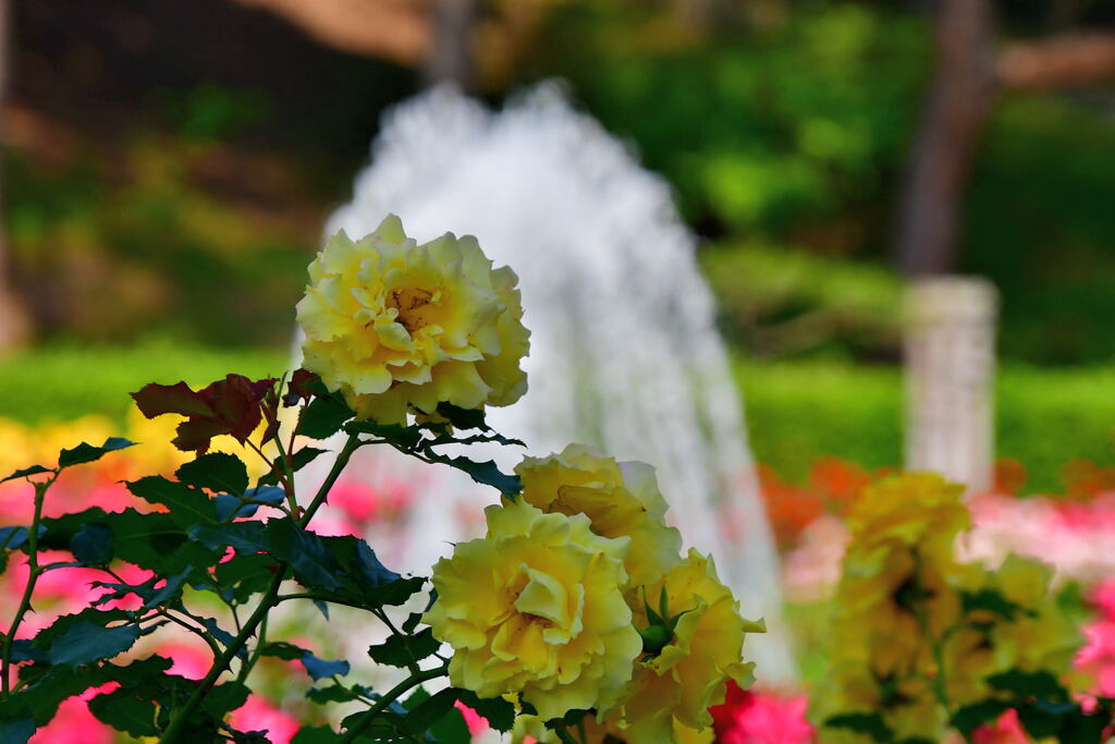 春薔薇①