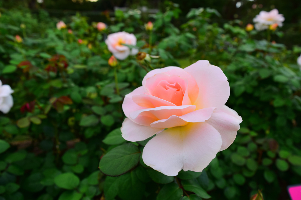 離宮公園・秋薔薇③