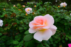 離宮公園・秋薔薇③