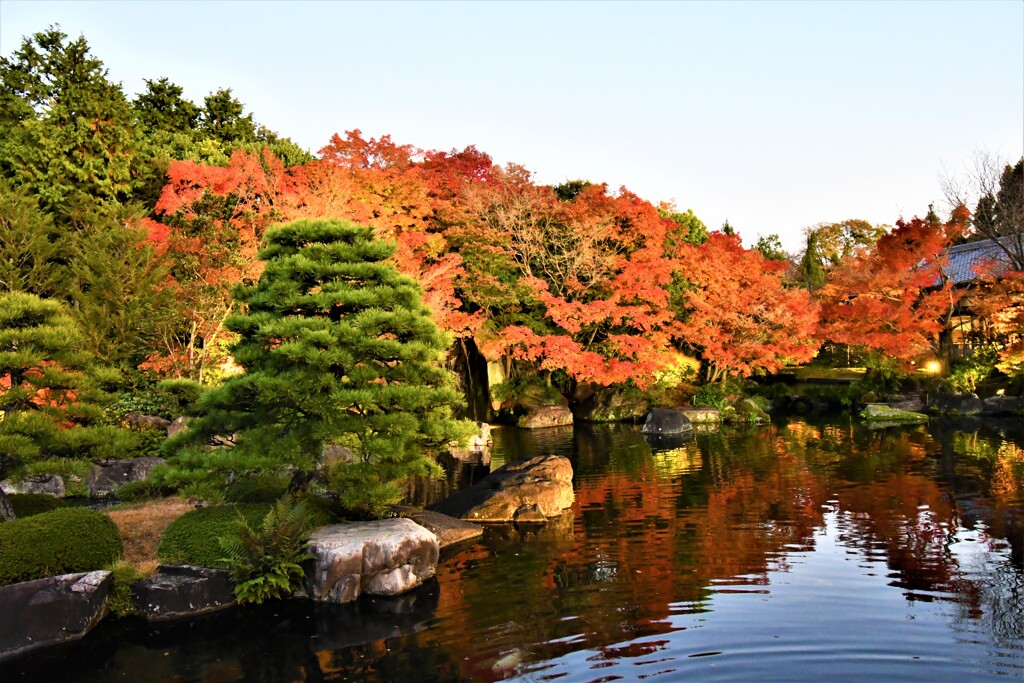 姫路・好古園の紅葉ライトアップ③