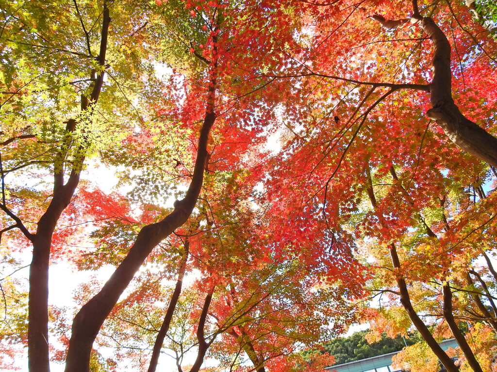 神戸市立須磨離宮公園⑦