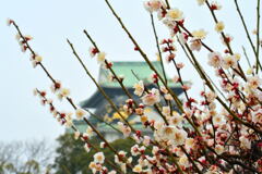 大阪城公園・梅林③