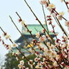 大阪城公園・梅林③