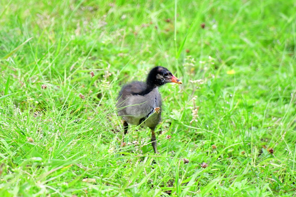 バン幼鳥⑥