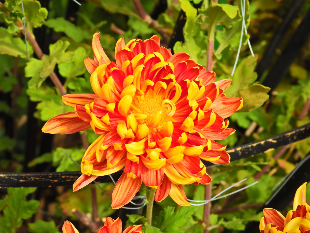 菊花展②