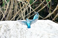 カワセミ・220