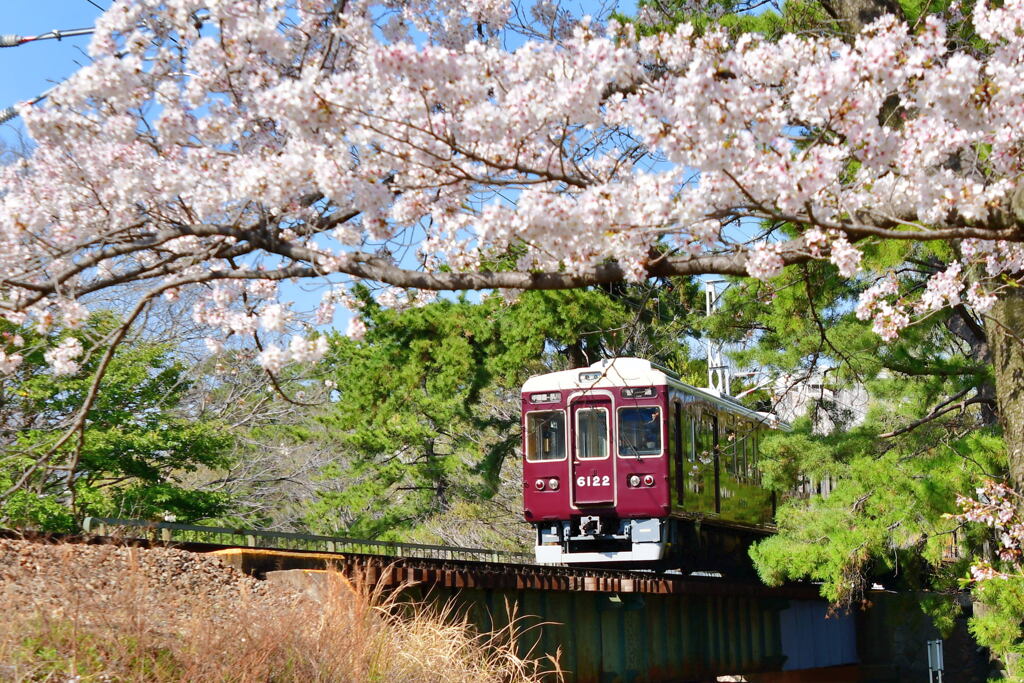 夙川公園の桜⑩