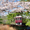 夙川公園の桜⑩