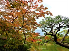 神戸市立相楽園の紅葉⑦