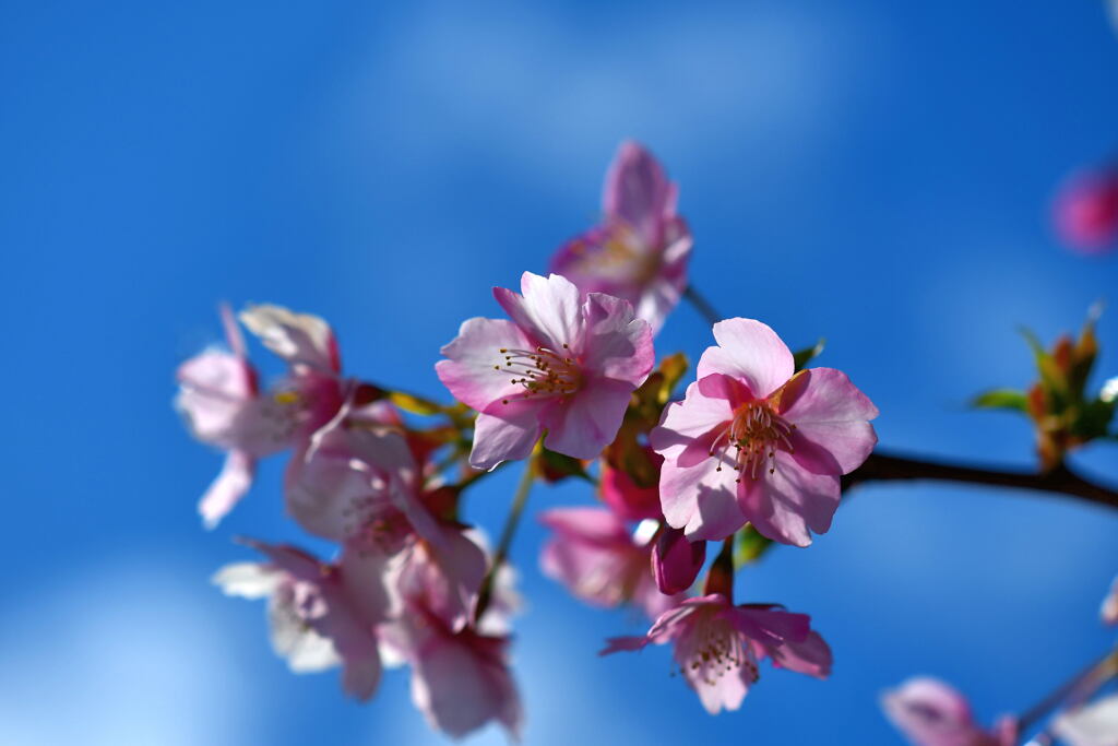 河津桜①