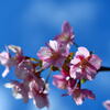 河津桜①