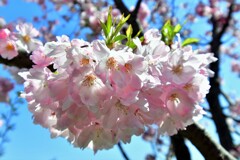 思い川