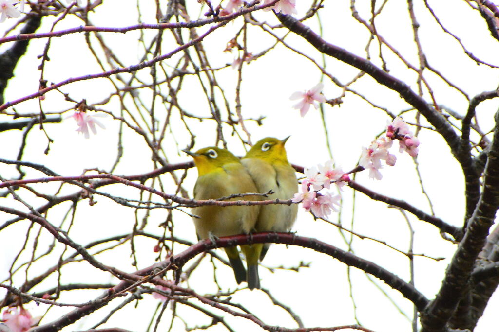 メジロの番①