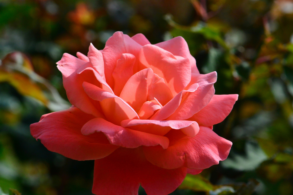 名残花④