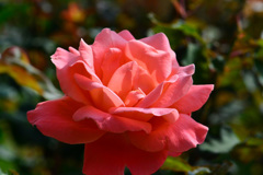 名残花④