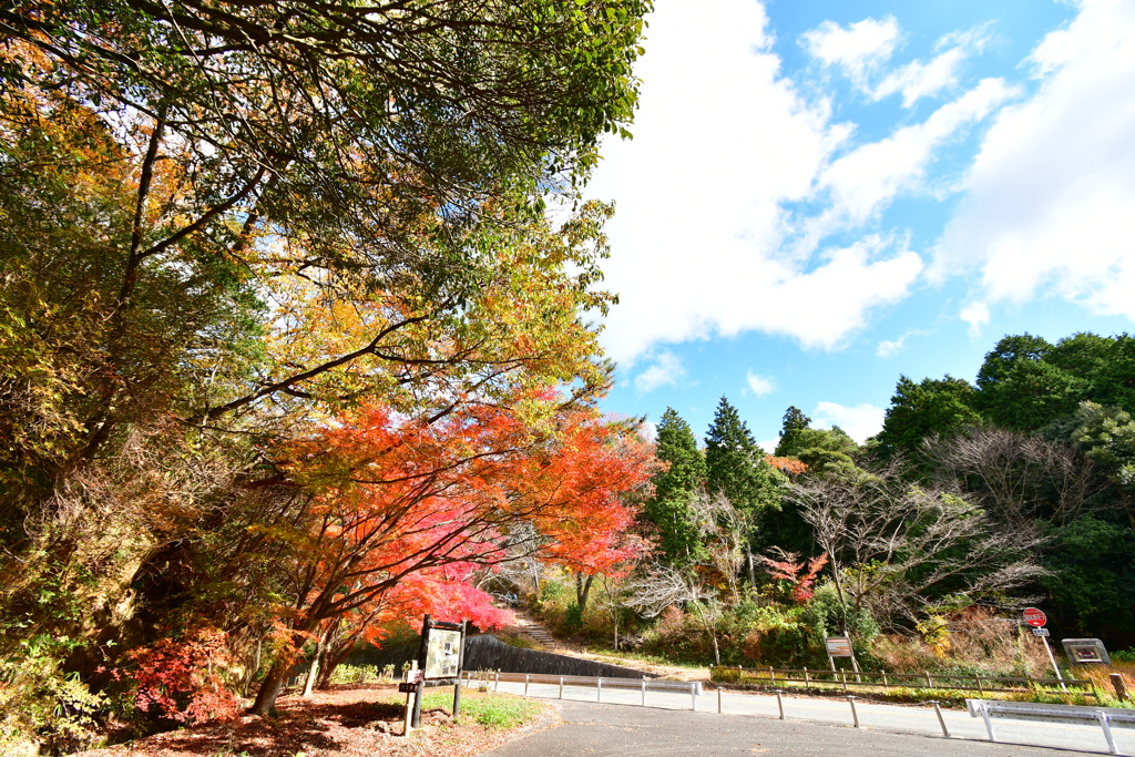 修法ヶ原の紅葉⑩