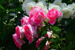 公園のバラ⑦