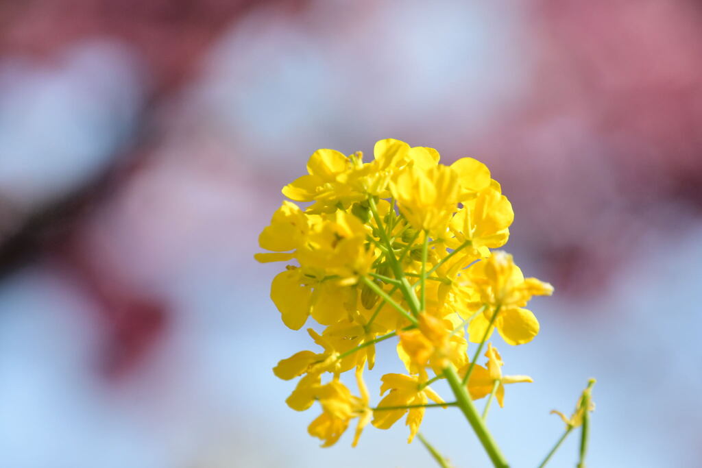 菜の花と河津桜（６）
