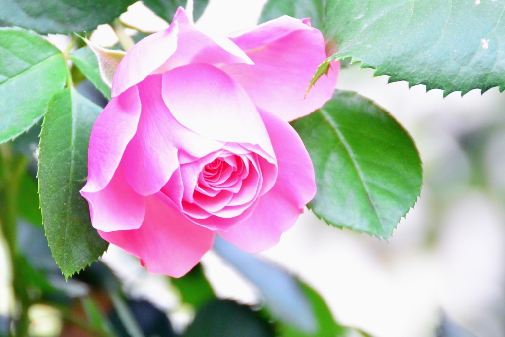 薔薇④