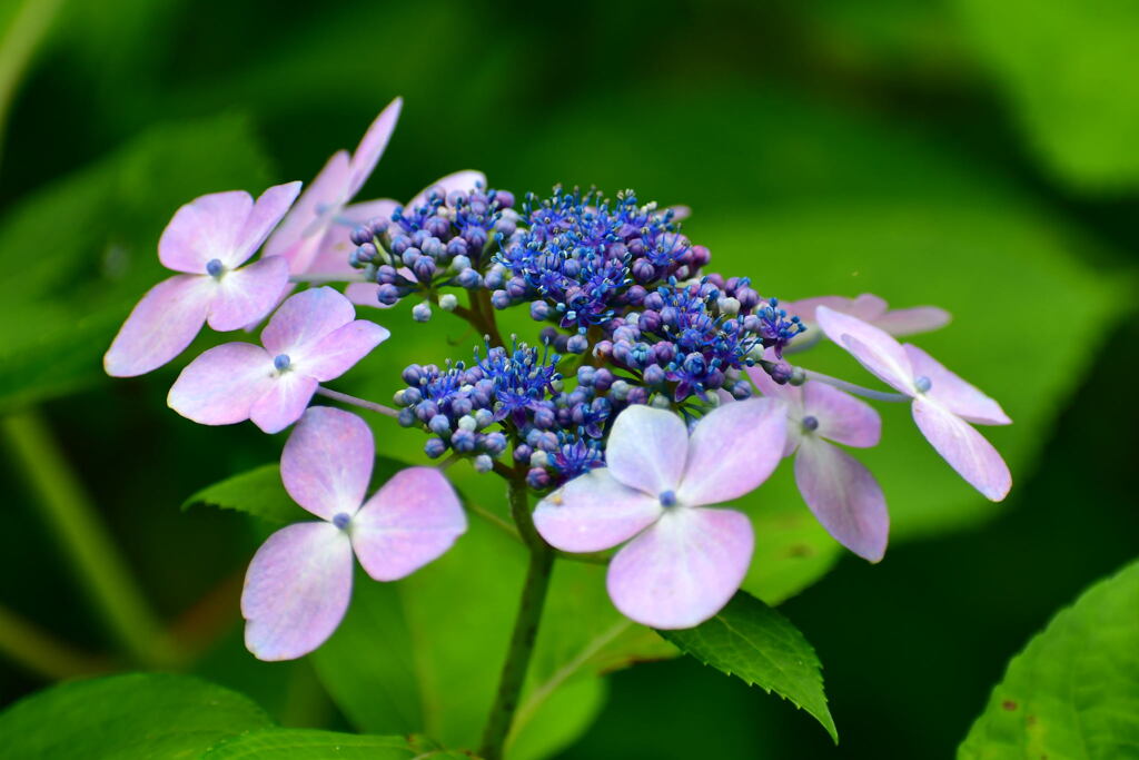 須磨離宮・紫陽花⑪