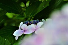紫陽花・森林植物園⑥
