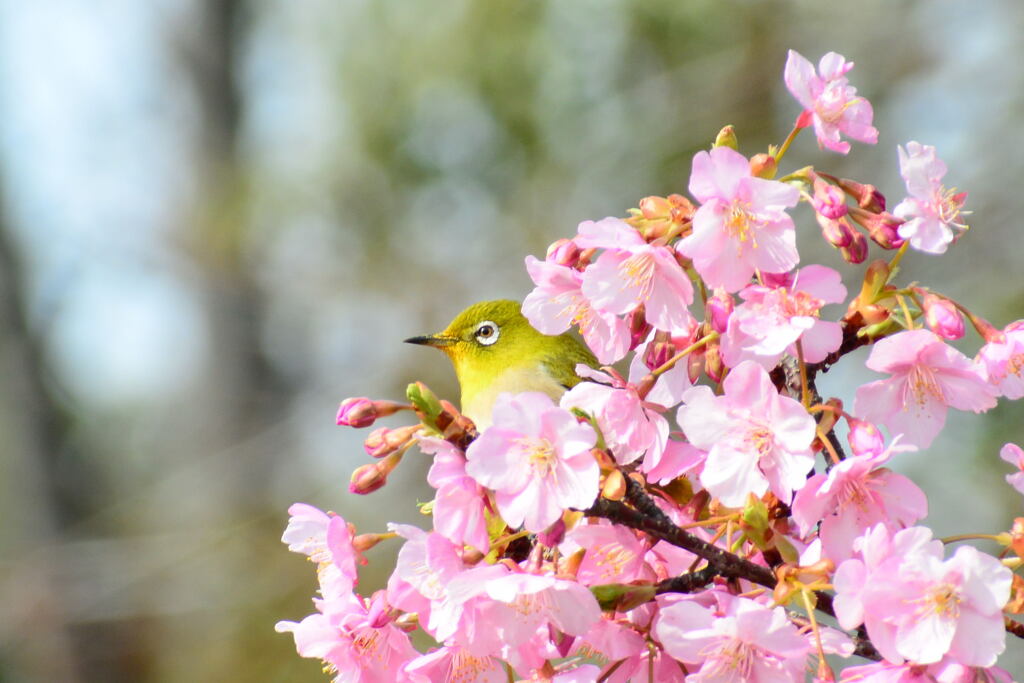 河津桜とメジロ③