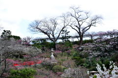 中山寺梅林②