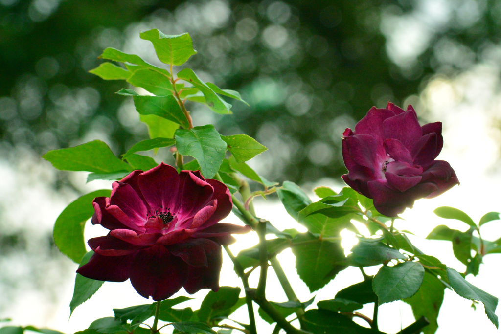 離宮公園・秋薔薇⑥