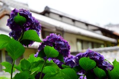 矢田寺・紫陽花②