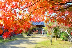 太山寺・手水舎①