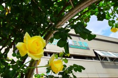 駅前花壇④